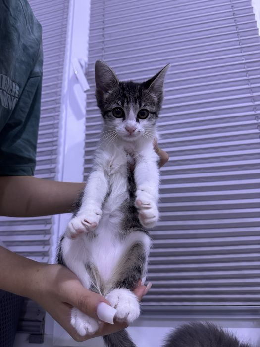 Даром котята в хорошие руки !