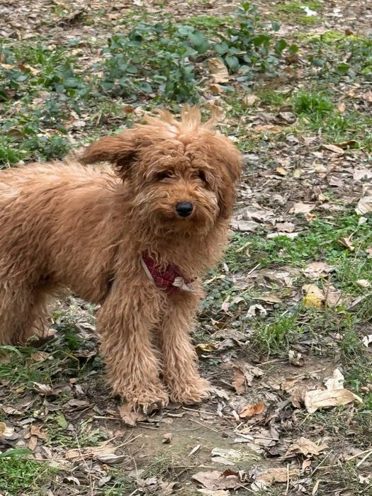 Пародия Пудель  ...