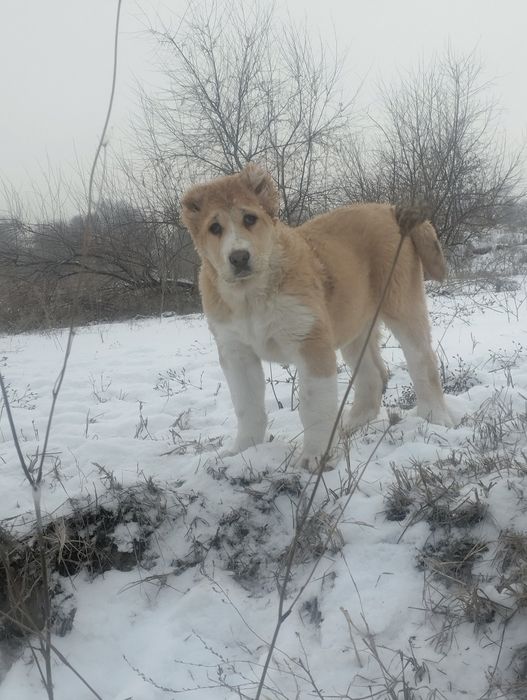 Щенки алабая сао