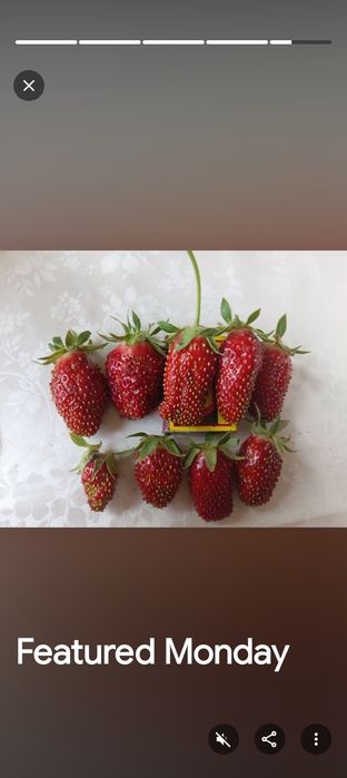 Продам сажанцы земклубники.