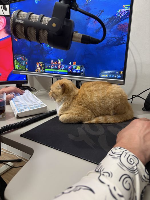 Отдам веслоухого котенка