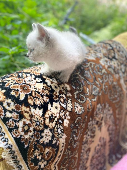 Отдам даром британских котят
