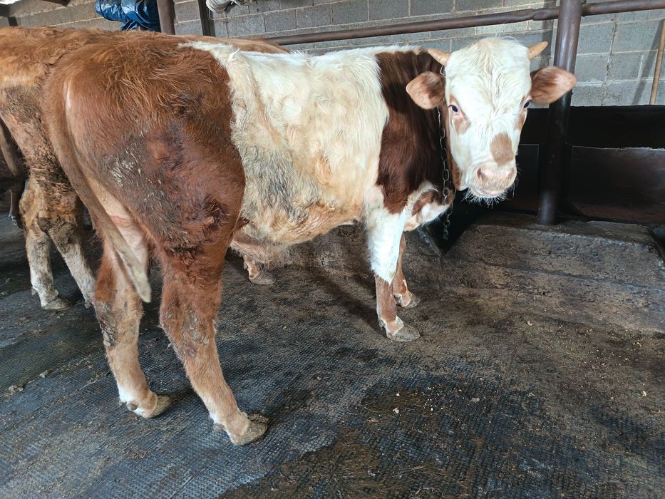 Продам двух Быков!