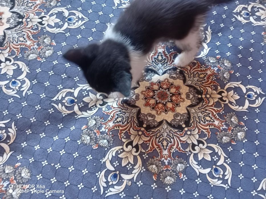 Хадияга бервораман