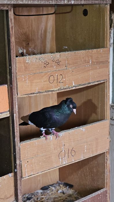 Голуби разные, подробная информация в описании