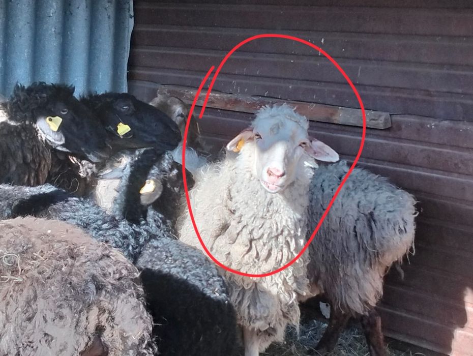 Продам овечек село Якорь