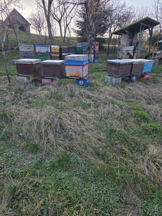 Lazi Albine vânzare