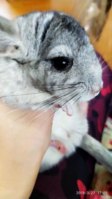 Шиншиллята