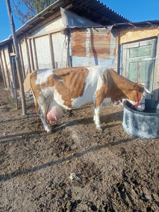 vand vaca pentru abator