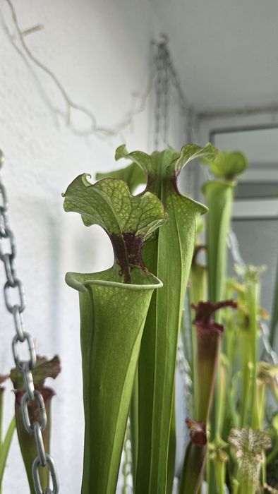 Сарацения/ Sarracenia moorei x Leah Wilkerson