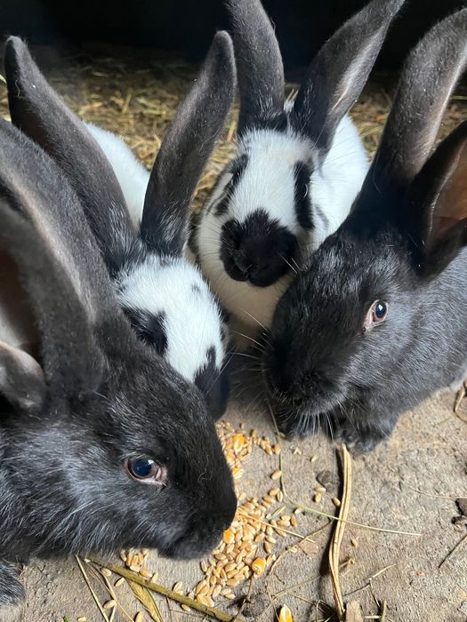 продам кроликов.