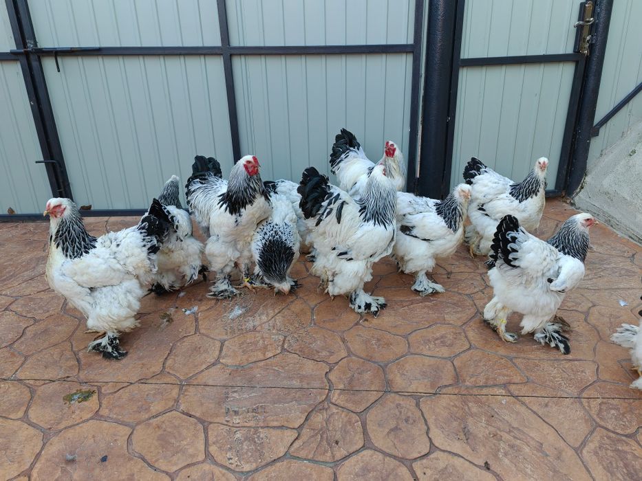 Vind oua ptr incubat