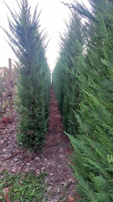 Tuia  leilandi chipaross