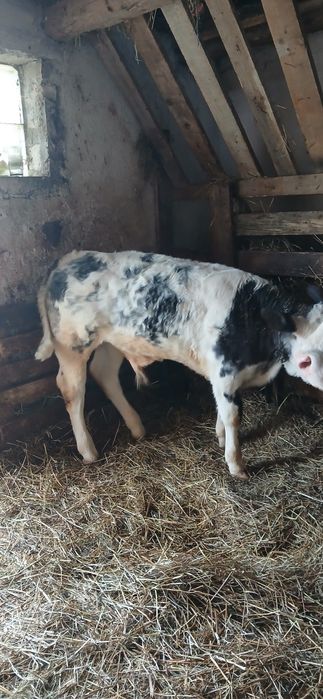 Vaca cu vițel de vânzare