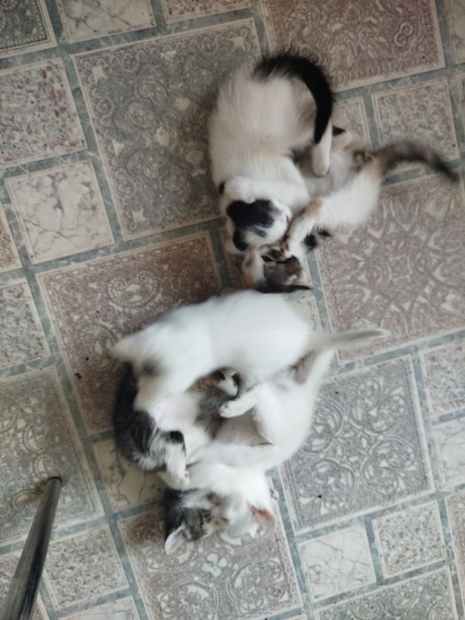 Отдам котят в хорошие руки