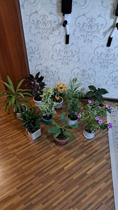 Комнатные цветы разные