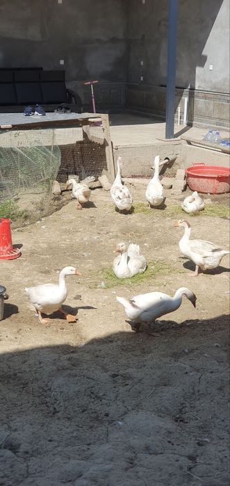 G'ozlar 2yilik sotiladi