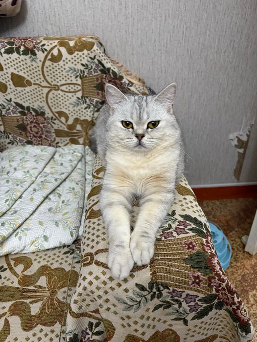 Серебристая шиншилла. Кошка.