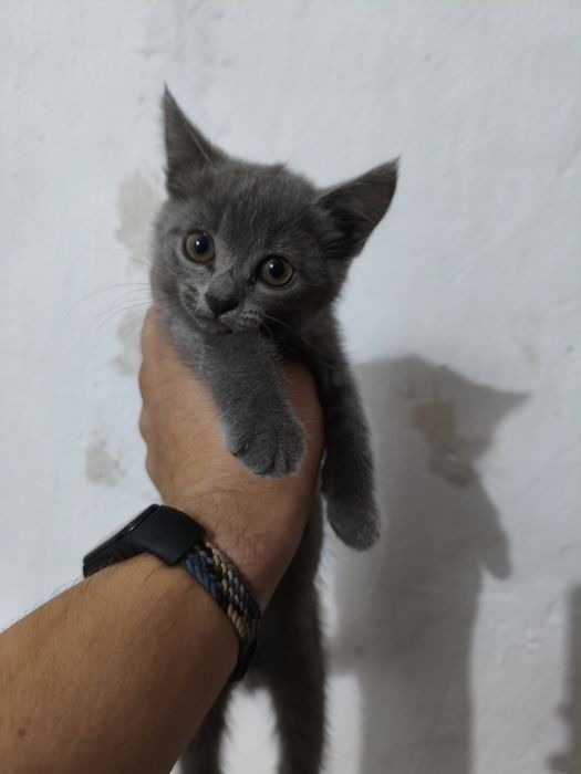Продам британских котят