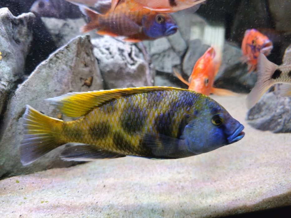 Ciclide africane (haps)