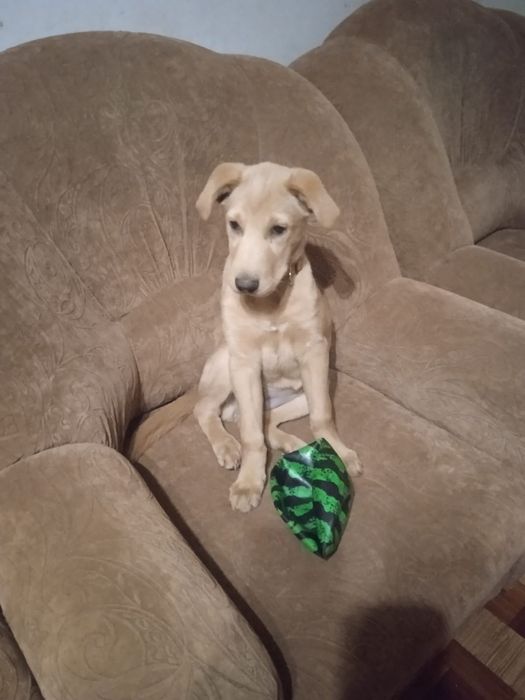 Срочно. Щенок ищет дом