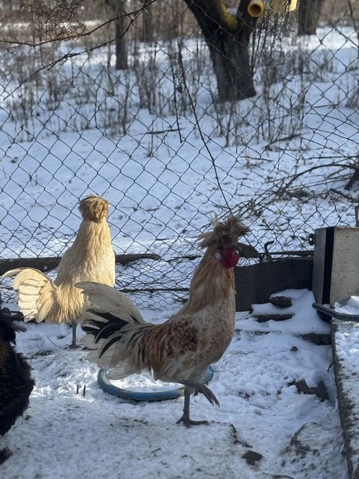 Cocosi paduana motata olandeza