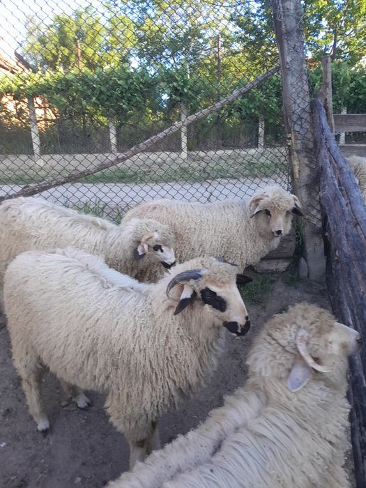Miei de vanzare mari