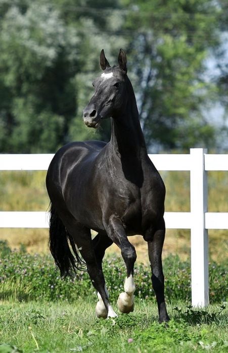 Ахалтикинская лошадь