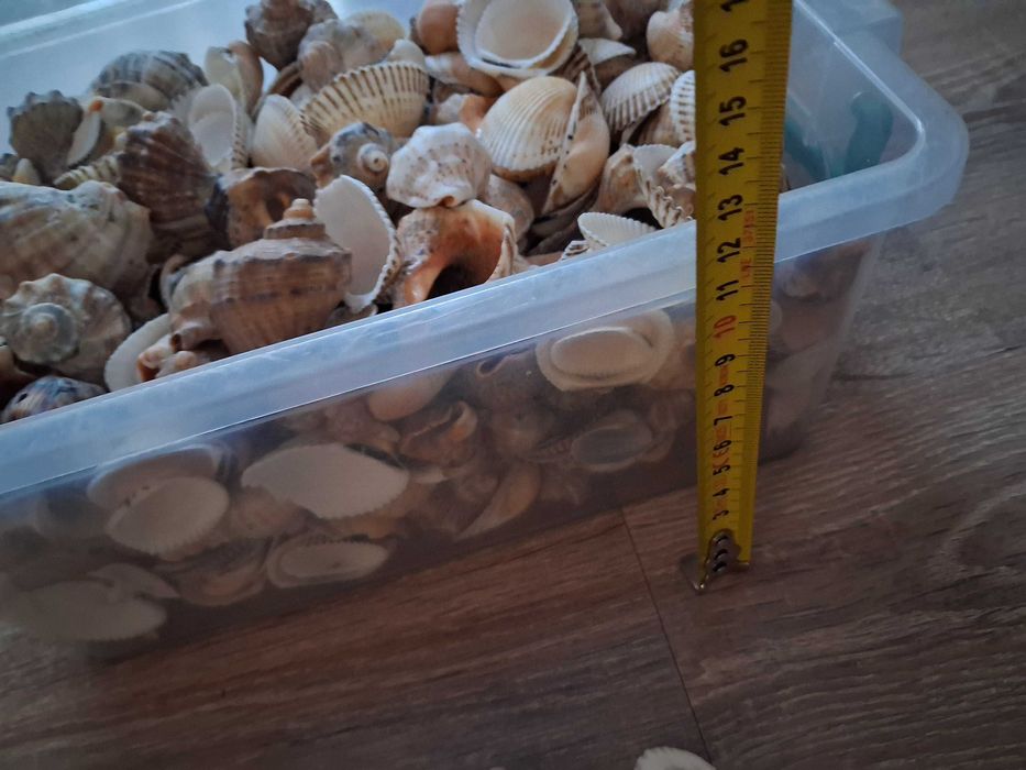 Scoici si melci de mare naturale