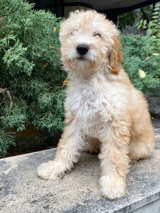 Кавапу различни цветове