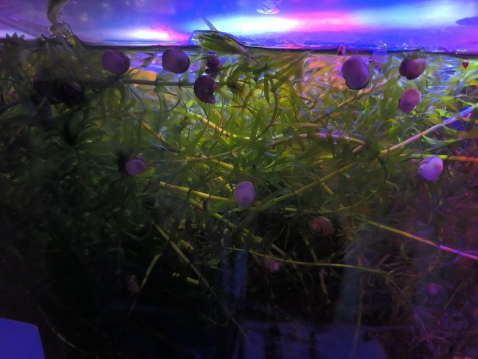 Продам улиток спикси и растение элодея