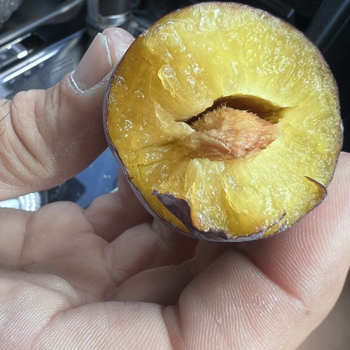 Vand Livada pomi fructiferi (urgent)