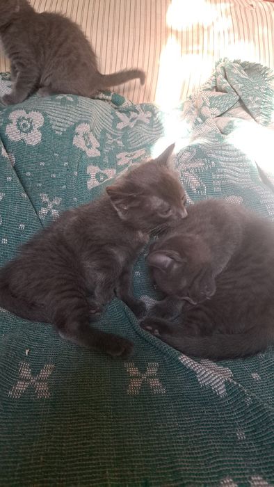Отдам котят в добрые,любящие руки!