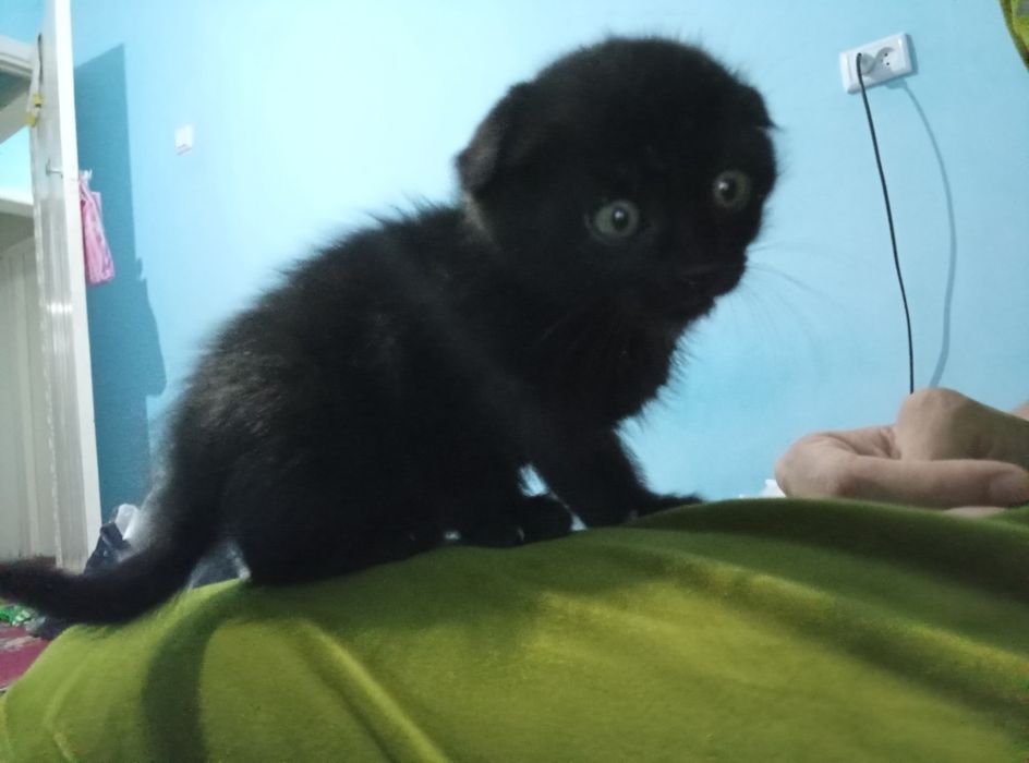 Dik bilan porno yigit