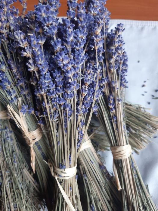 Vindem lavanda, productia 2025