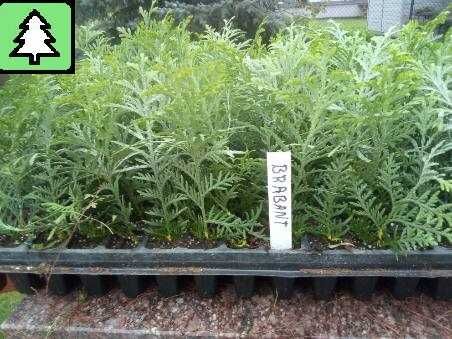 Tuia, Thuja Smaragd 1,5 ani, tuia, Danica, Gold,  0,18 EUR