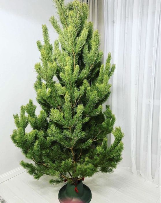 ДОСТАВКА БЕСПЛАТНО новагодные живые ёлка и сосна прадаем