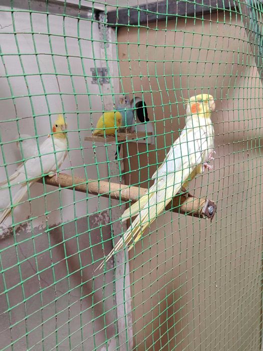 Продаётся попугай Карелло и неразлучники