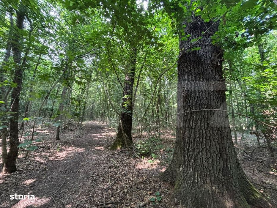 Padure de vanzare,  27.133 mp, zona Cazaci