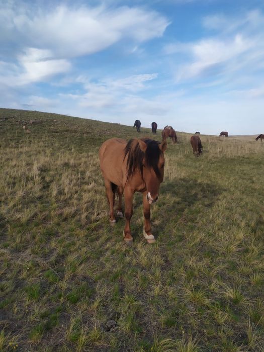 Продается Айгыр