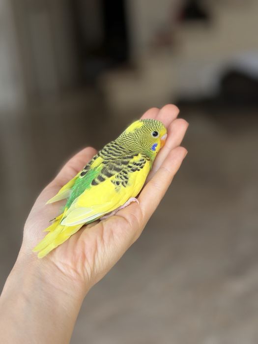 Птенец волнистого попугая!