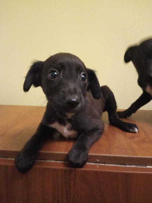 отдам щенков в добрые руки