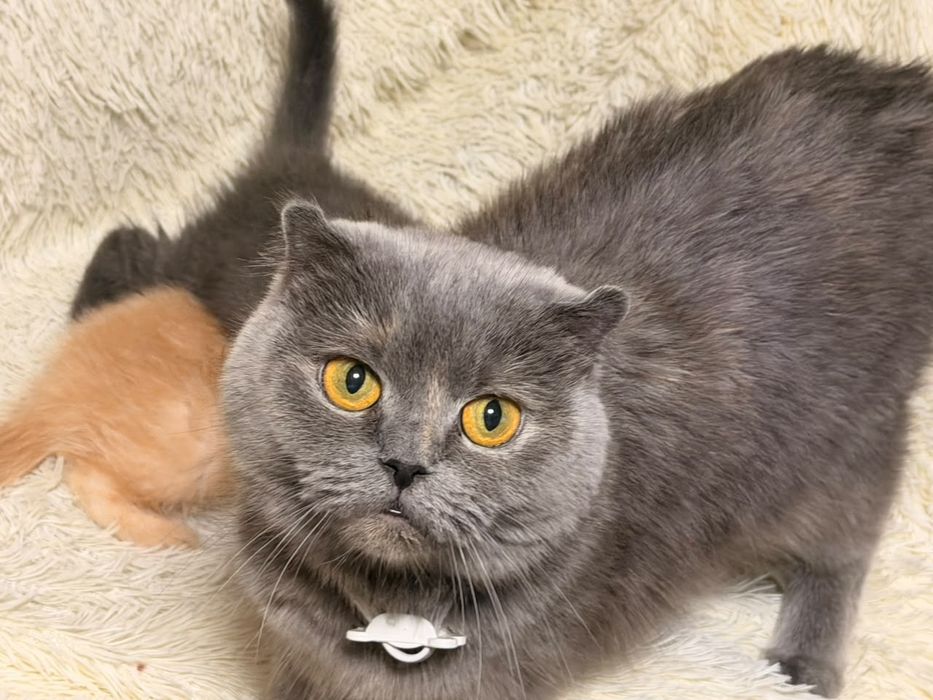 Британские котята мальчики