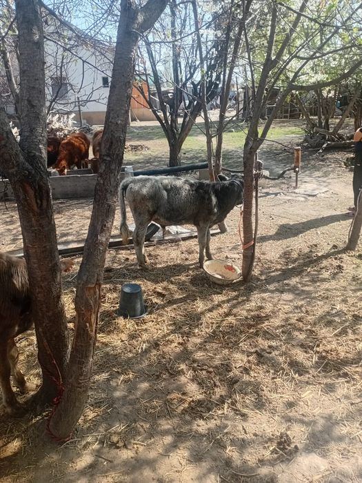 Еркек бузаулар сатылады