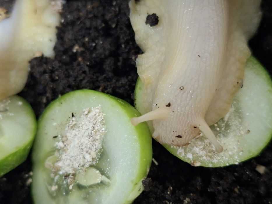 Ulitka fulika reticulatalar gigant zotlari