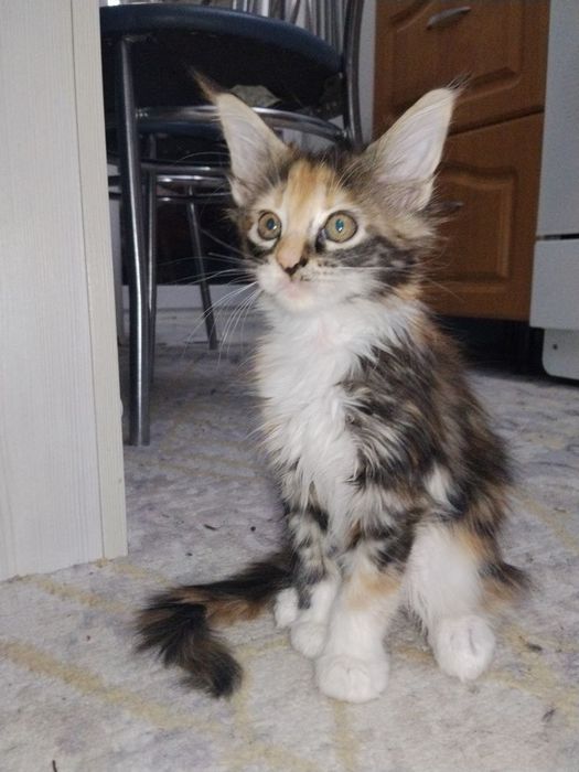 Котята Мейн кунов