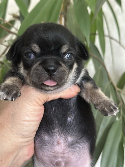 Шикарные чихуашки беби фейс