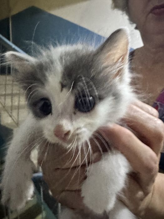 Отдам котёнка домашний девочка