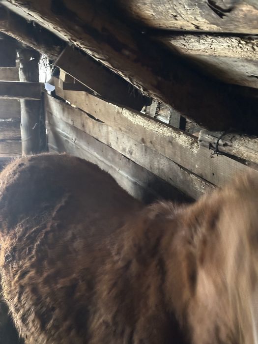 Продам тай (ургашы, девочка)