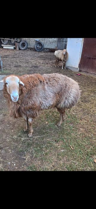 Продам барана...
